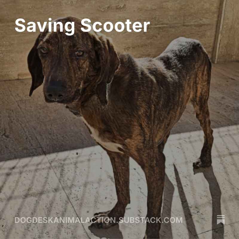 If you would like to read a bit more about Scooter you can, here ⬇️
dogdeskanimalaction.substack.com/p/saving-scoot…
And, if you could subscribe that would be wonderful, thank you so much 🐾

#dogsofx #dogs #dog #freehealthcare