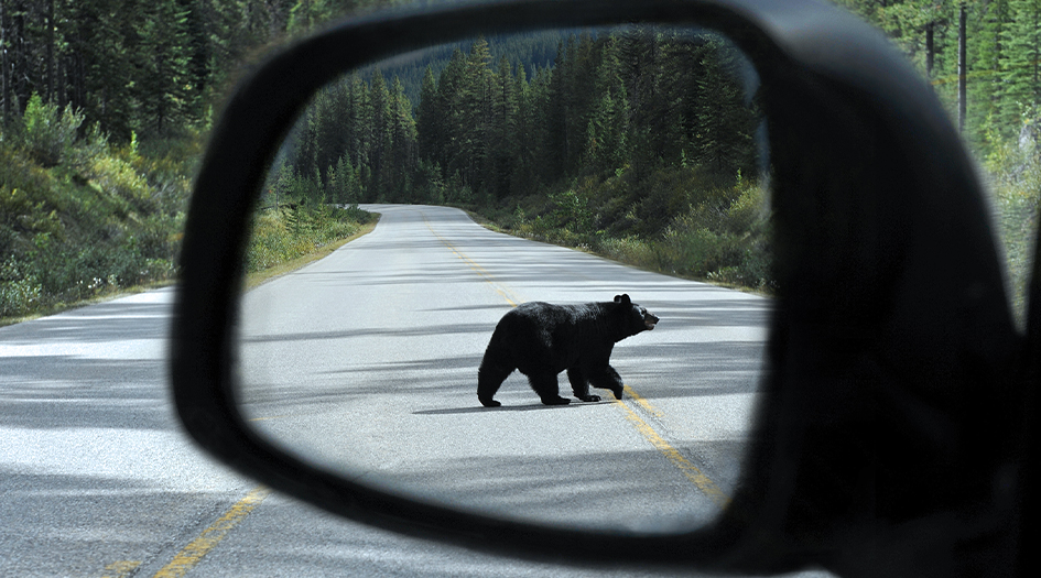 Did you know that a collision with an animal generally is covered under your auto insurance?

Visit <a href="/economicalCA/">Economical Insurance</a>  blog for more information:
economical.com/en/blog/econom…
