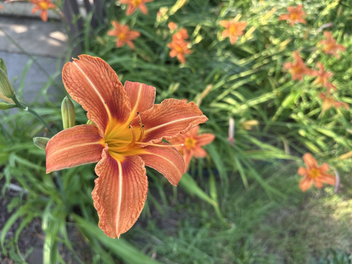 Day Lillies are popping