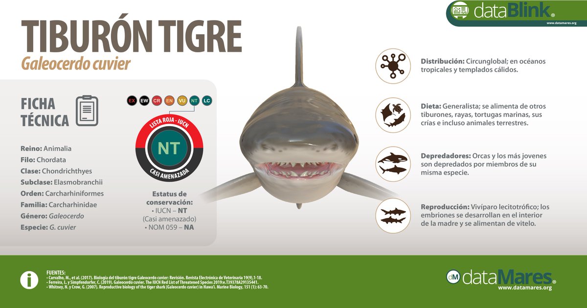 #dataMaresPresenta Tiburón Tigre (Galeocerdo cuvier)

🦈 Única especie del género Galeocerdo, se destaca por su mandíbula expandible y su capacidad de adaptarse a ecosistemas salobres.

📢 ¡No se pierdan el #dataPoster completo este jueves!

#especiesprioritarias #mexicomarino