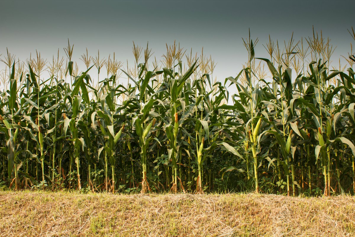 It’s July – that means it's National Corn Month. Iowa is the powerhouse in corn production, ranked #1 for several decades now.
🔗bit.ly/IA-Ag-Intel