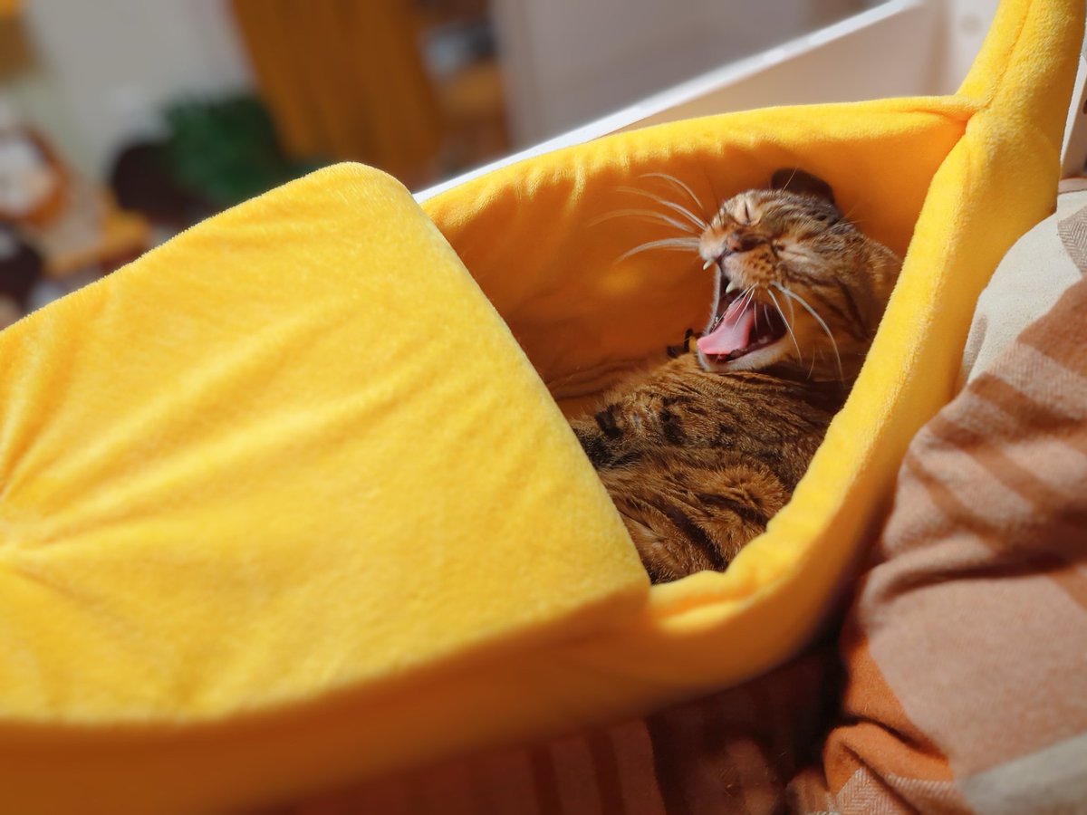 【今日のにゃんこ】

お目覚めバナナちゃん🍌

もも<a href="/ruuiruiruirui/">類🐱「平和な事件〜」発売中</a>