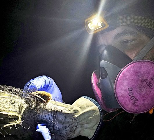 🦇Fiocruz researchers discover new bat species in Brazil
🔗bit.ly/4kJ8XuC