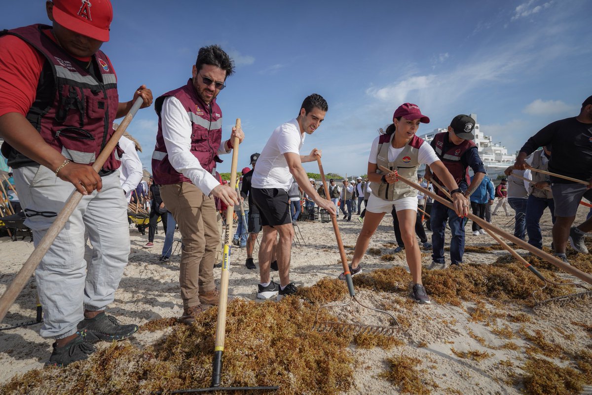 Gino Segura (@ginosegurav) on Twitter photo En la lucha contra el sargazo, vamos todas y todos en #QuintanaRoo. Hoy en la Playa Marlín de Cancún realizamos una jornada de limpieza y recolección de sargazo, atendiendo la convocatoria de nuestra Gobernadora <a href="/MaraLezama/">Mara Lezama</a>.
✅ Junto a la Presidenta Municipal <a href="/anapatyp/">Ana Patricia Peralta</a>, al En la lucha contra el sargazo, vamos todas y todos en #QuintanaRoo. Hoy en la Playa Marlín de Cancún realizamos una jornada de limpieza y recolección de sargazo, atendiendo la convocatoria de nuestra Gobernadora <a href="/MaraLezama/">Mara Lezama</a>.
✅ Junto a la Presidenta Municipal <a href="/anapatyp/">Ana Patricia Peralta</a>, al