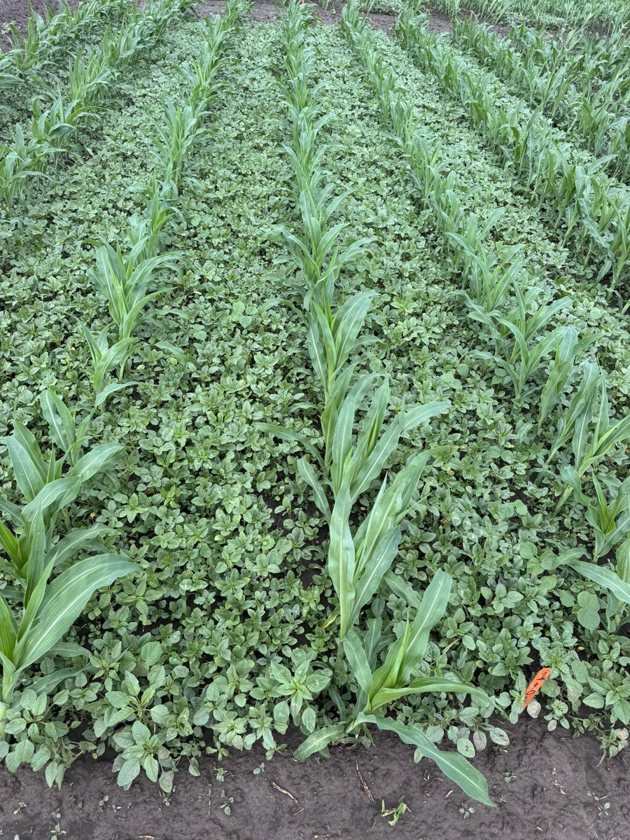 LivinLikeLil's tweet image. Weed scientists only dream of this kind of uniform Palmer amaranth stands