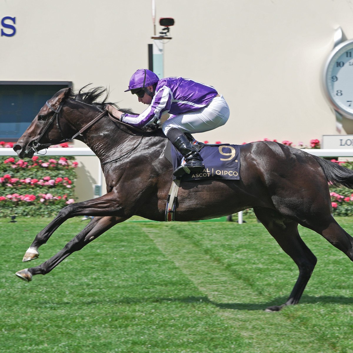 International Thoroughbred (@interthorough) on Twitter photo Broodmare Mosa Mine has produced another star ๐
The daughter of Exceed And Excel made her broodmare name initially when becoming dam of the dual G1-winning juvenile & now <a href="/CPStudOfficial/">Cheveley Park Stud</a>-based sire Vandeek
Today Kelly Thomasโs mare added a second stakes winner to her progeny Broodmare Mosa Mine has produced another star ๐
The daughter of Exceed And Excel made her broodmare name initially when becoming dam of the dual G1-winning juvenile & now <a href="/CPStudOfficial/">Cheveley Park Stud</a>-based sire Vandeek
Today Kelly Thomasโs mare added a second stakes winner to her progeny