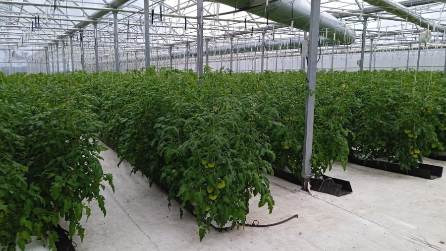 lifeacclimate's tweet image. ¡El proyecto #LIFEACCLIMATE está en marcha! 🚀 Buscamos obtener invernaderos + resistentes al cambio climático. Con robots, IA y más, ¿estás listo para el futuro de la agricultura? 🌿🤖 life-acclimate.eu
#LIFEACCLIMATE #AgriculturaInteligente #ClimateAdaptation