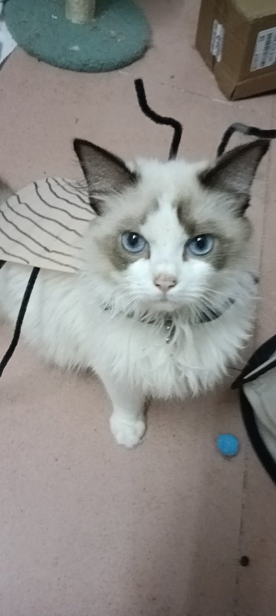 FantasyBDerain's tweet photo. OK，Cockroach cat https://t.co/mcMpa6cCXZ
