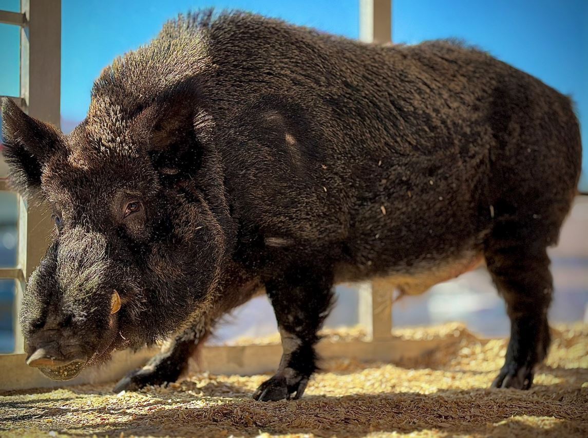 ArkRazorbacks's tweet image. Happy #NationalMascotDay to the best live mascot in college sports @Tusk_UA!
From the sidelines to the spotlight, no one represents the Razorbacks with more pride, power & spirit.