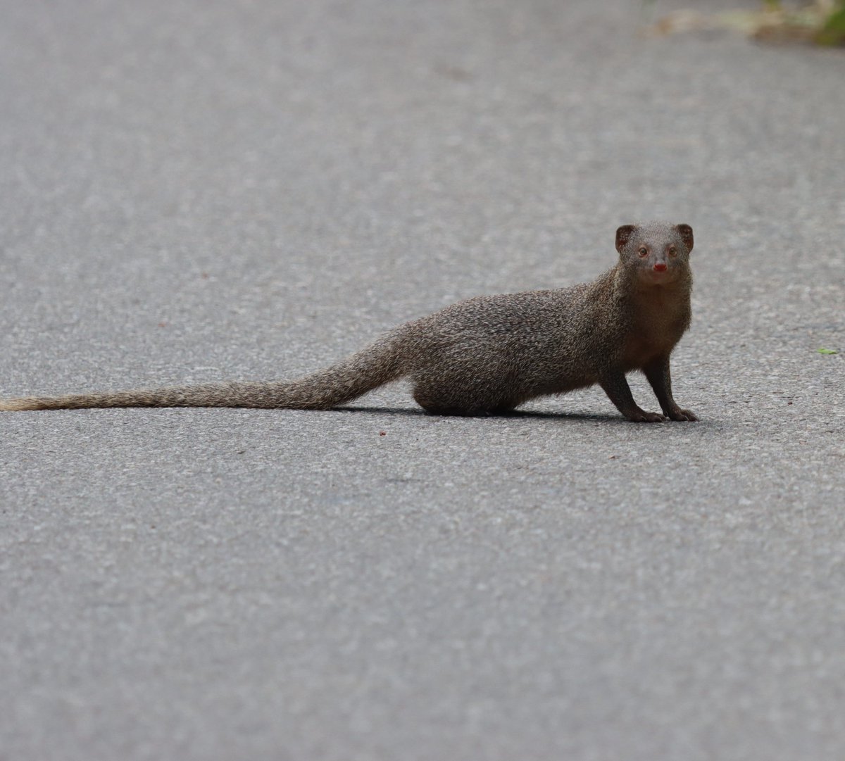 PDKImages's tweet image. It isn't every day you see a Mongoose glaring at you in the middle of the road
#NaturePhotography #wildlife #mongoose
@SriLanka!