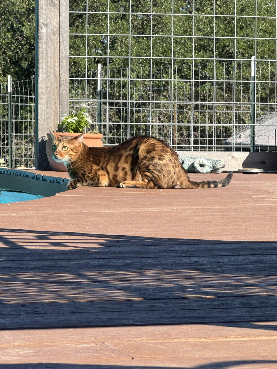 jessup66's tweet image. Playing in the pool