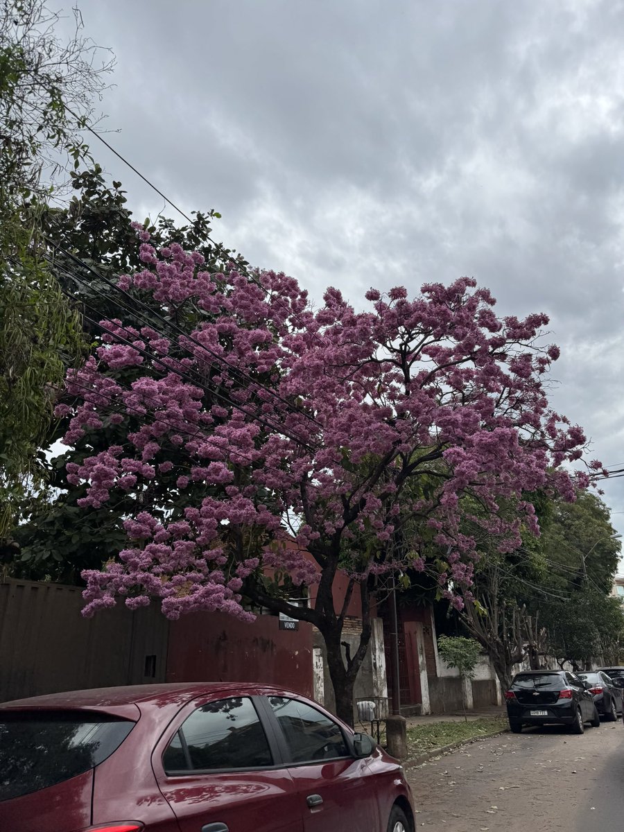 Empezaron los Tajys rosados !! #Asuncion #Paraguay