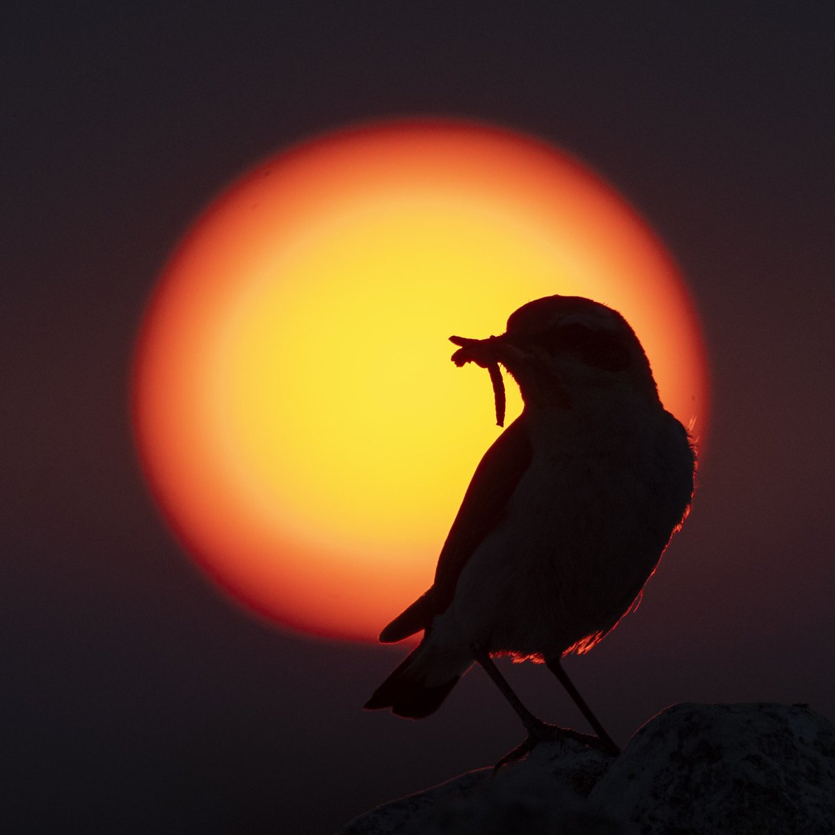 La collalba gris aprovecha las últimas luces para seguir capturando insectos para alimentar a los pollos.