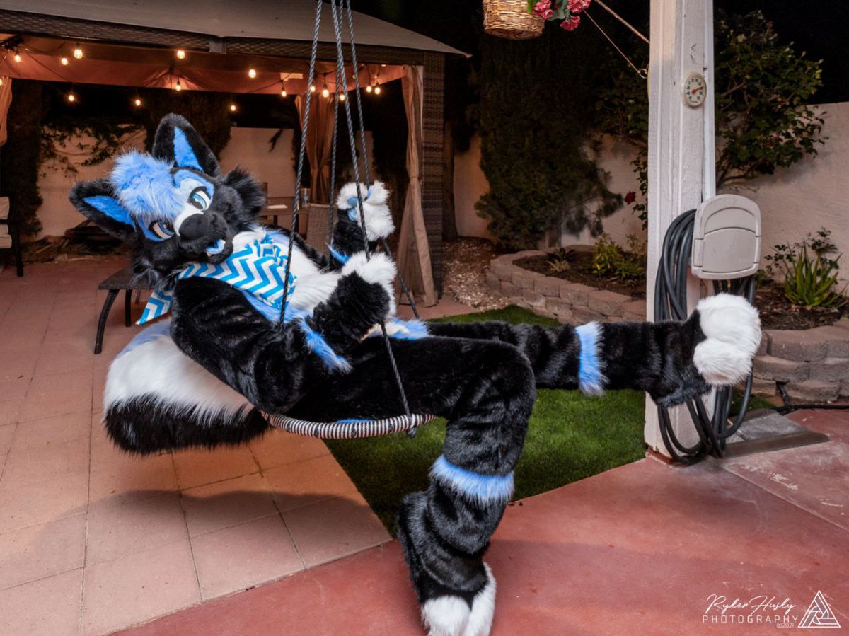 Who knew that Skunks have such a swinging style! Tail high and vibes higher 🦨