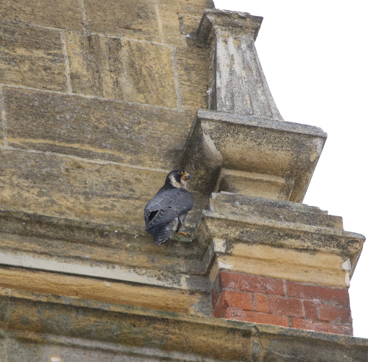 LucyBurrellGB's tweet photo. @LeamPeregrines https://t.co/TfwOQrfXCS