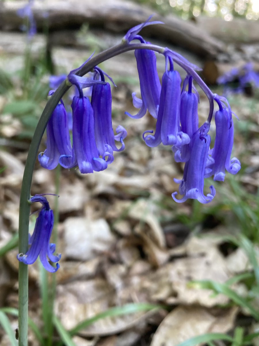 The English Oak Project tweet media