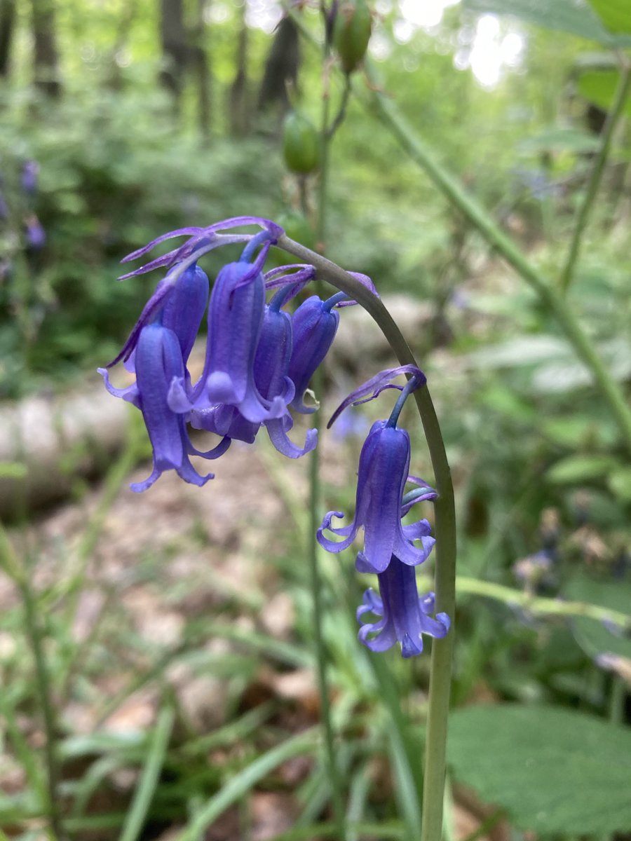 The English Oak Project tweet media