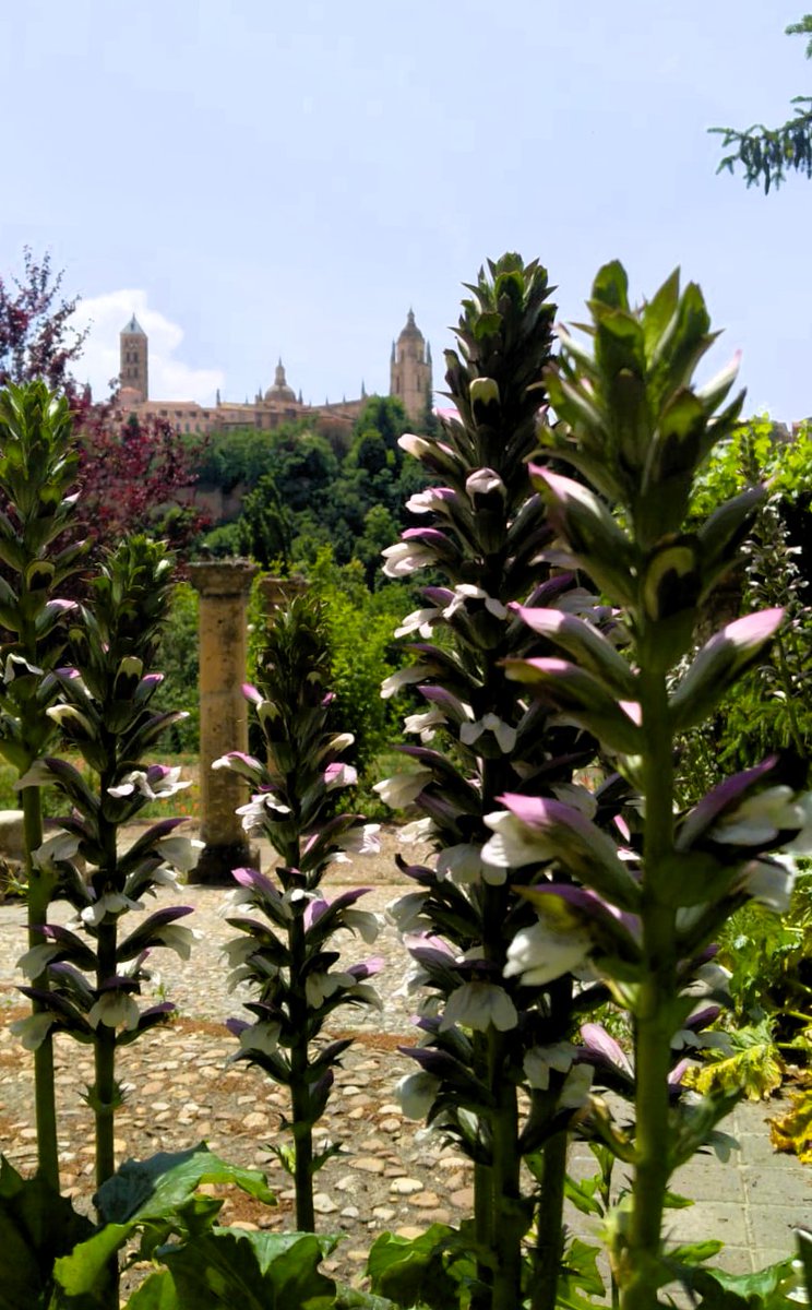 DaniElefantman's tweet photo. Los acantos y sus llamativas flores con el telón de fondo de la Catedral de Segovia #acanto #flor #hacerfoto #naturaleza #jardin https://t.co/uKQlGibjzB