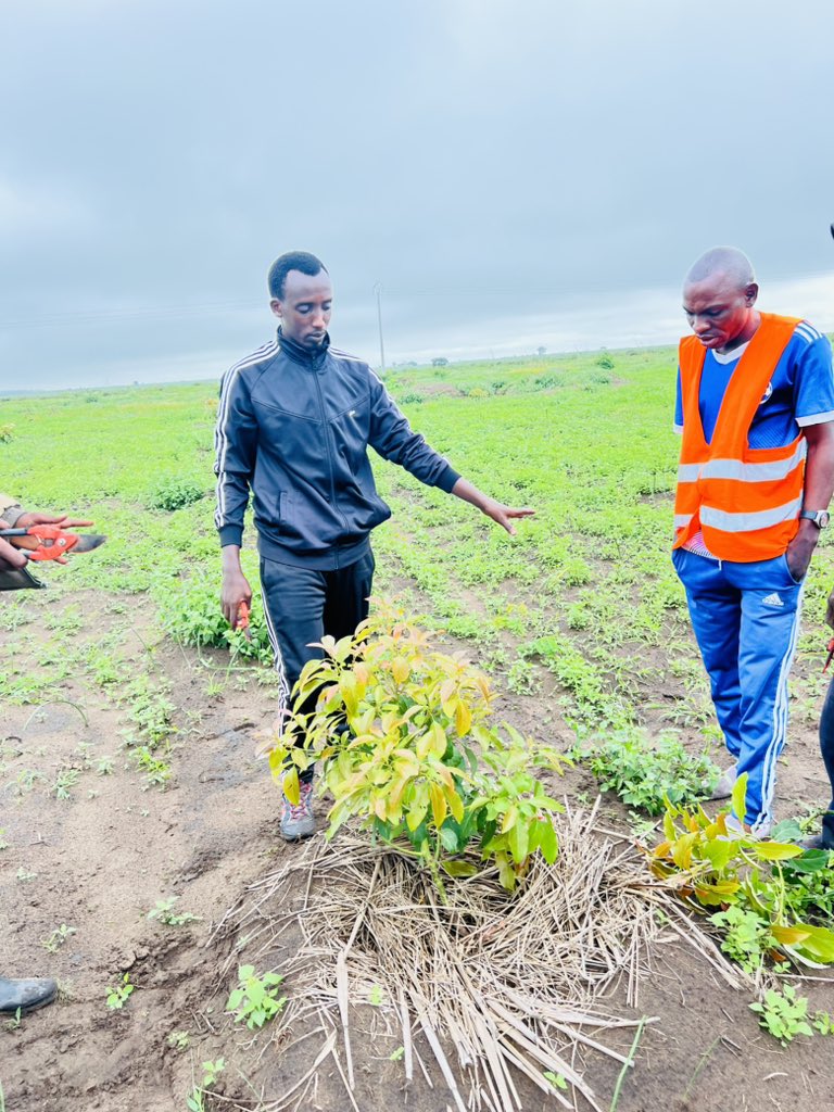 Ruvusha_Israel's tweet image. #HassAvocado
Pruning helps plants by improving their health, controlling their size and shape, and increasing their productivity. It encourages new growth, allows for better air circulation and sunlight penetration, and reduces the risk of disease and pest problems.