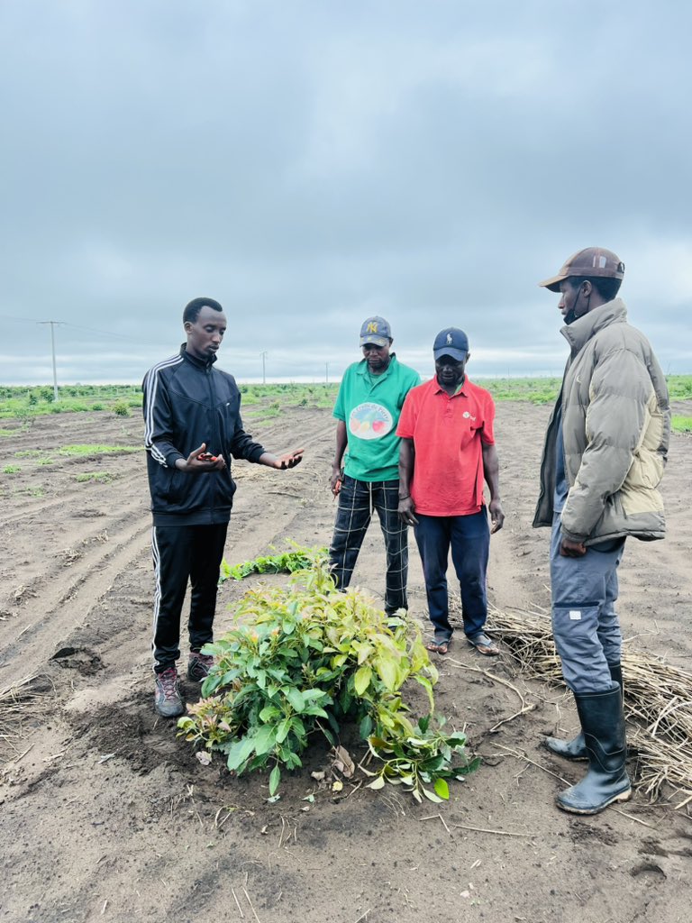 Ruvusha_Israel's tweet image. #HassAvocado
Pruning helps plants by improving their health, controlling their size and shape, and increasing their productivity. It encourages new growth, allows for better air circulation and sunlight penetration, and reduces the risk of disease and pest problems.