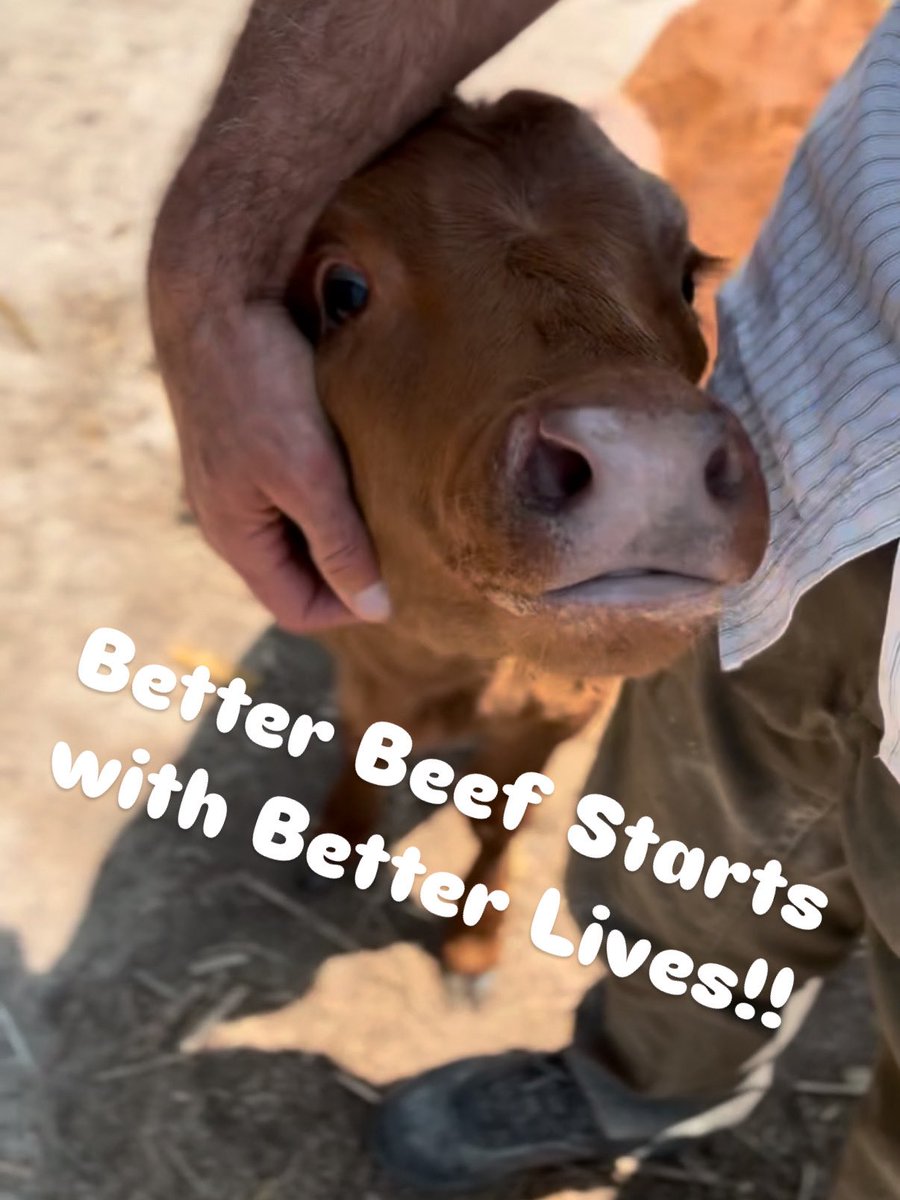 Joe Thomas (@joethomas73) on Twitter photo 🥩🥩Better Beef Starts with Better Lives
I get it. We're sold out a lot
You start to wonder...
"Do they actually raise cattle? Or is this just a really elaborate front for Joe's secret underground brisket cartel?"
Well, here's the proo; these baby calves are the next generation 🥩🥩Better Beef Starts with Better Lives
I get it. We're sold out a lot
You start to wonder...
"Do they actually raise cattle? Or is this just a really elaborate front for Joe's secret underground brisket cartel?"
Well, here's the proo; these baby calves are the next generation