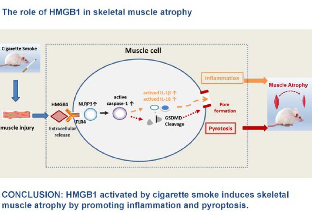 AJPCellPhys's tweet image. Check out this #ArticleinPress from Guangxi Medical University! Skeletal Muscle Atrophy #HMGB1-Mediated Pyroptosis Promotes Inflammation and Contributes to Skeletal #Muscle Atrophy induced by Cigarette Smoke (Guolin Xiong et al.):

ow.ly/VAK250Wa6li