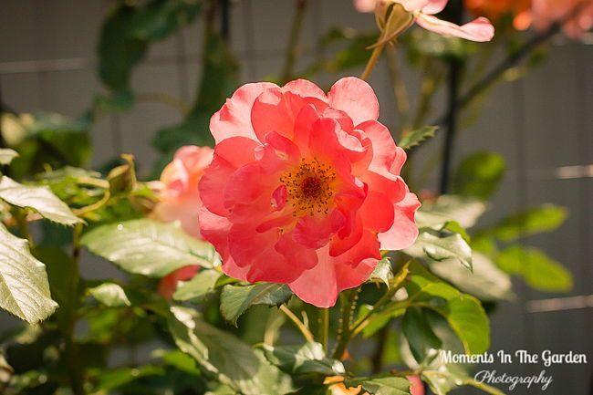 MomentsintheG's tweet photo. Throughout the Kelowna Garden Tour  I loved to see the many different rose varieties.  Such beautiful colours and fragrance.  #roses #gardentour #fragrantflowers #roseseason #momentsinthegardenphotogrpahy https://t.co/70QGOhVzJx