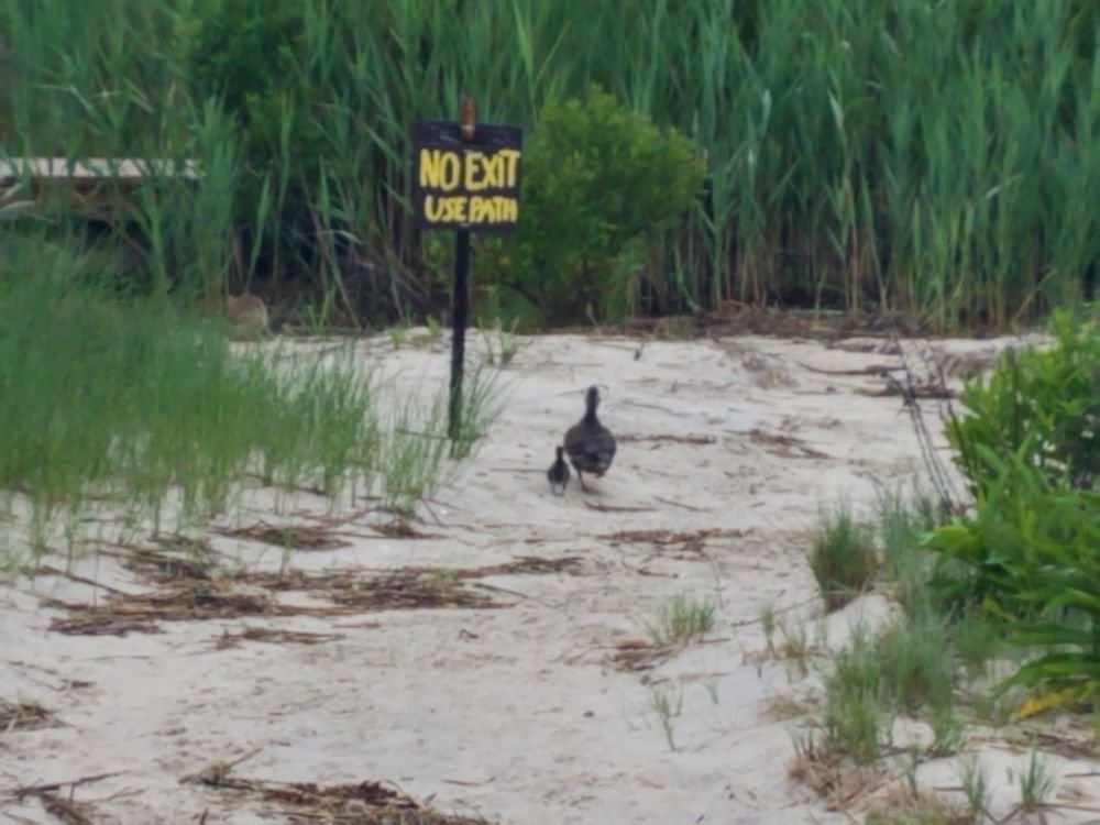 fixities's tweet image. become ungovernable