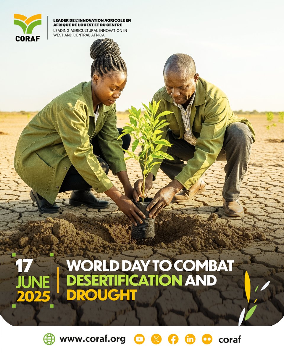 June 17 | #DesertificationAndDroughtDay
As climate change intensifies, <a href="/CORAFNews/">CORAF</a> stands with states &amp; rural communities to:
🌱 Drive sustainable agri-innovation
🌿 Restore degraded land
💪🏾 Boost resilience in West and Central Africa farming systems.