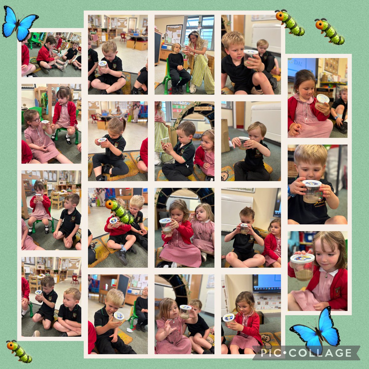 Dewi Draenog (@dewidraenog) on Twitter photo 🤩🐛 Cyrhaeddodd parsel cyffrous heddi...ein lindys! Dechreuon ni arsylwi a thrafod sut i ofalu amdanynt ~We received an exiting package this morning…our caterpillars! We have begun observing and discussing how to take care of them🐛🤩 <a href="/YsgolLlanhari/">Ysgol Llanhari</a> 🤩🐛 Cyrhaeddodd parsel cyffrous heddi...ein lindys! Dechreuon ni arsylwi a thrafod sut i ofalu amdanynt ~We received an exiting package this morning…our caterpillars! We have begun observing and discussing how to take care of them🐛🤩 <a href="/YsgolLlanhari/">Ysgol Llanhari</a>
