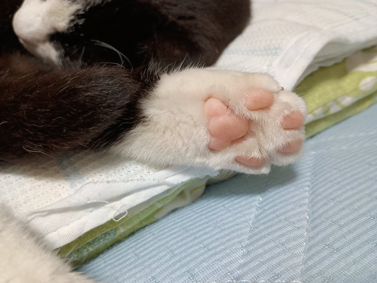 おんもに行くけどまあまあキレイ😺💖。 