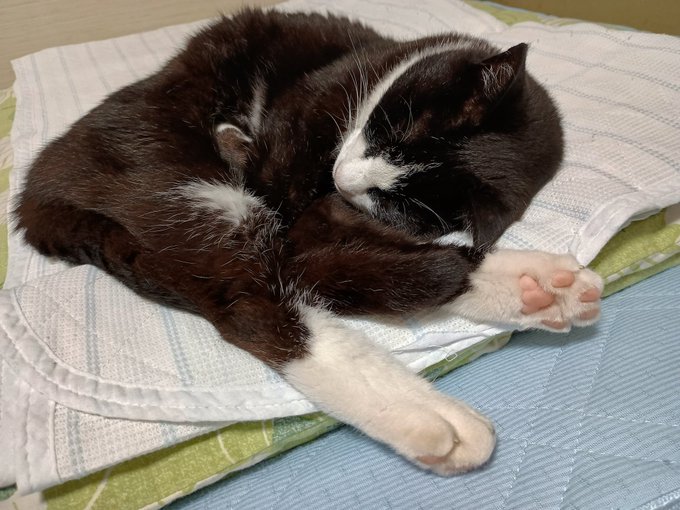 おんもに行くけどまあまあキレイ😺💖。 