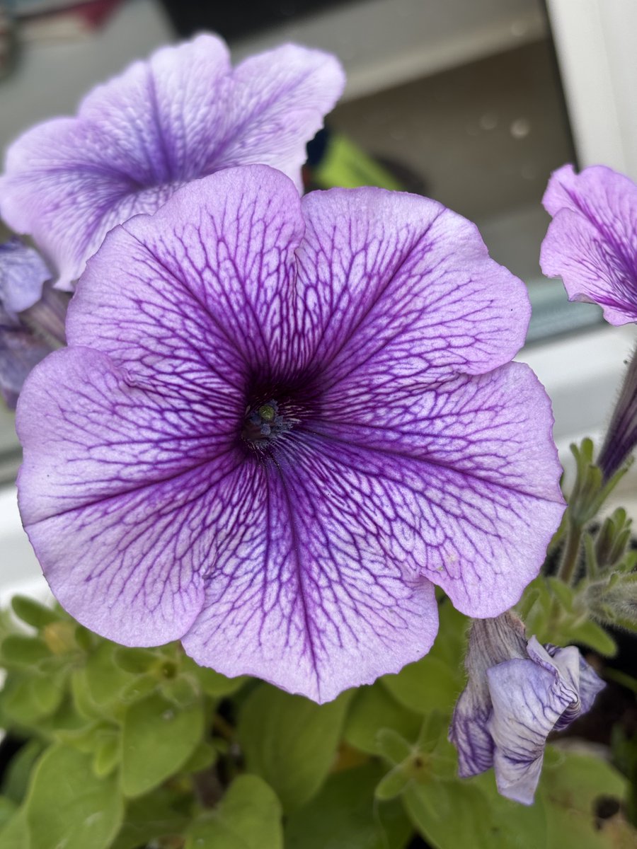 I have some sweet peas which, if you look closely, have wound around a slender, tough piece of plastic. 

Their sheer tenacity makes me think of what it's like to be a writer when times are rough - cling on for dear life and hope for the best. #writingcommunity #writinglife