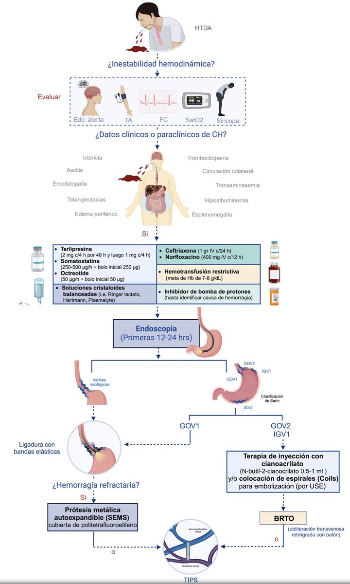 Consenso Mexicano 2025 sobre Hemorragia Variceal Aguda

1️⃣Reanimación restrictiva (Hb meta 7–8 g/dL)

2️⃣Vasopresores + ATB al ingreso

3️⃣Endoscopia &lt;12h

4️⃣Falla tx ▶️TIPS precoz si alto riesgo

5️⃣Profilaxis: ligadura + BB (propra/carve)

DOI: 10.1016/j.rgmx.2025.03.003