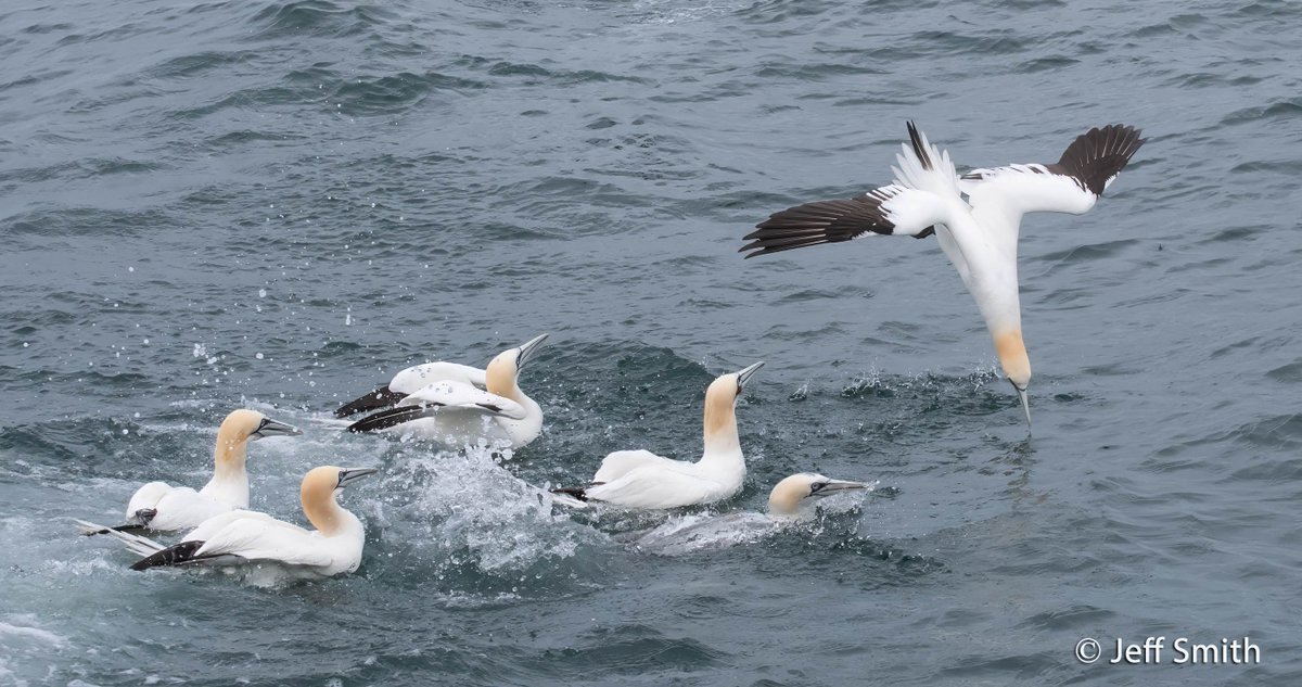 ShetlandWild's tweet image. A few pics from our 7 - 14 June 2025 &apos;Ultimate Shetland&apos; tour. shetlandwildlife.co.uk/holidays/wildl…