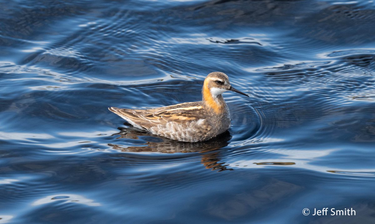 ShetlandWild's tweet image. A few pics from our 7 - 14 June 2025 &apos;Ultimate Shetland&apos; tour. shetlandwildlife.co.uk/holidays/wildl…
