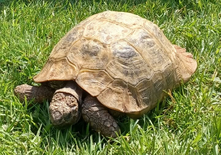 AlbertTortoise's tweet image. This #grass doesn't #tidy itself... This is #ALBERTthetortoise reporting some #Garden #maintenance. #Delicious. Hot today. Good #feed, patrol then #shade.  HE did a big #creative meeting. I advised. Hope the week is being kind. #TakeCare AlbertTortoise.com
#tortoise #lawn