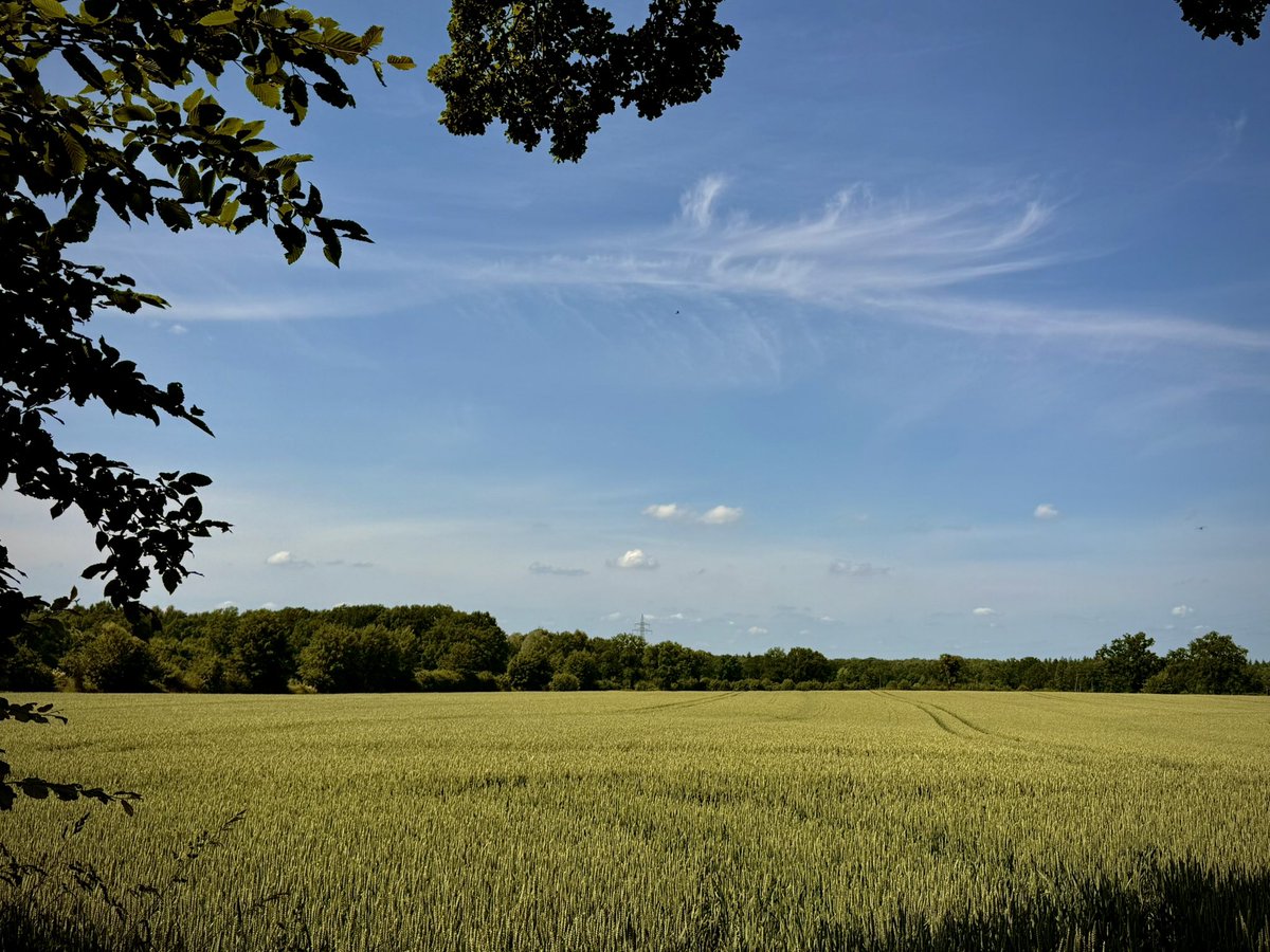 This is what we offer our dog every day …. Man she has it good.