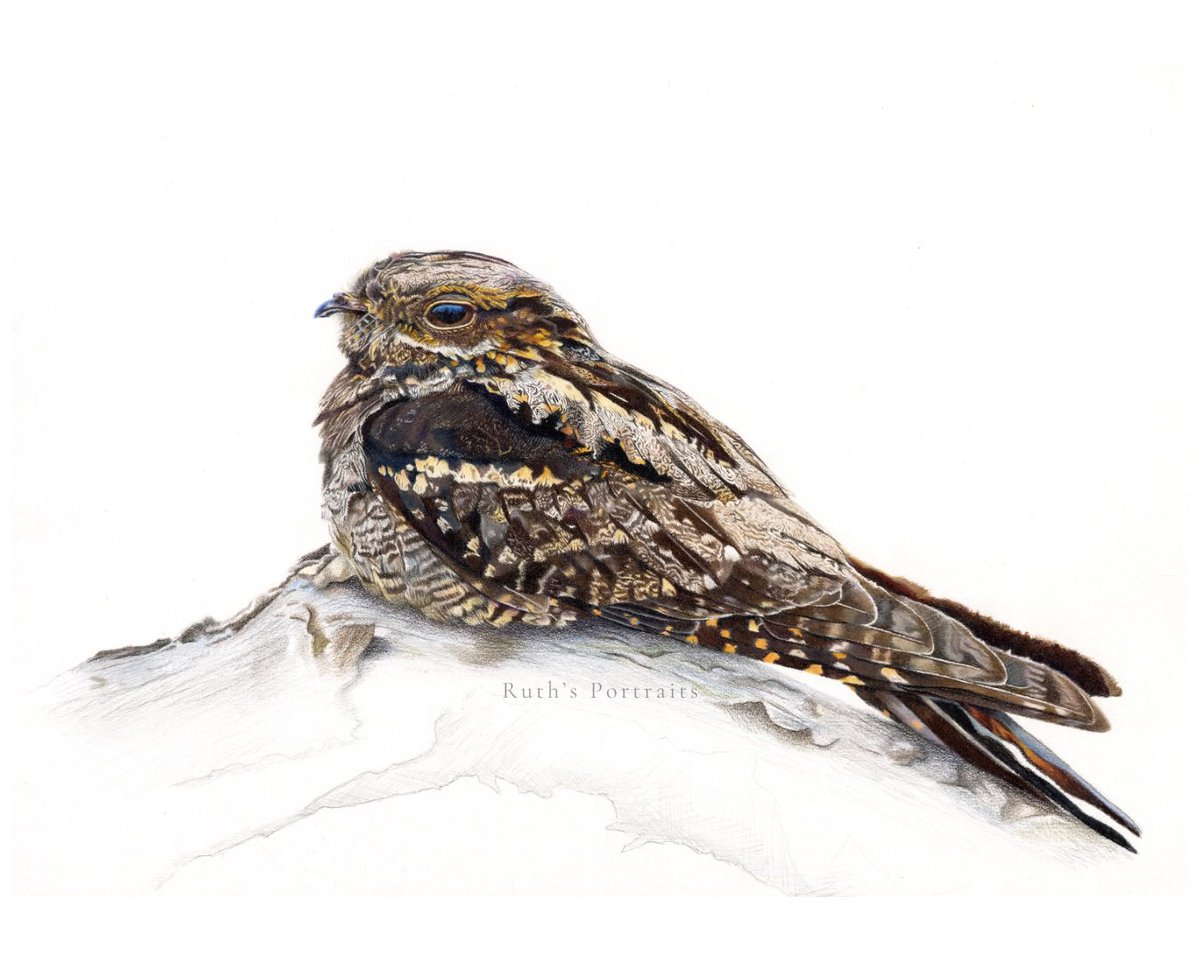 The best thing about this time of year? Nightjarring of course.

The hot weather over the weekend meant we were treated to amazing dusk views of churring males, wing claps, and females feeding right over our heads!

✏️ Coloured Pencil on watercolour paper