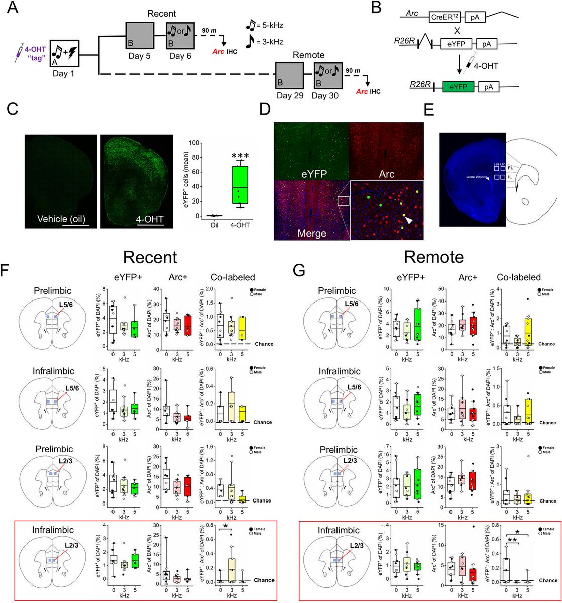 SfN Journals tweet media