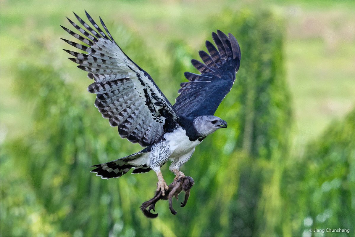 I don’t think there’s ever been or ever will be a more impressive group of animals than eagles and I say this as a guy who’s been hyperfixated on cats, crocodilians and dinosaurs before consciousness