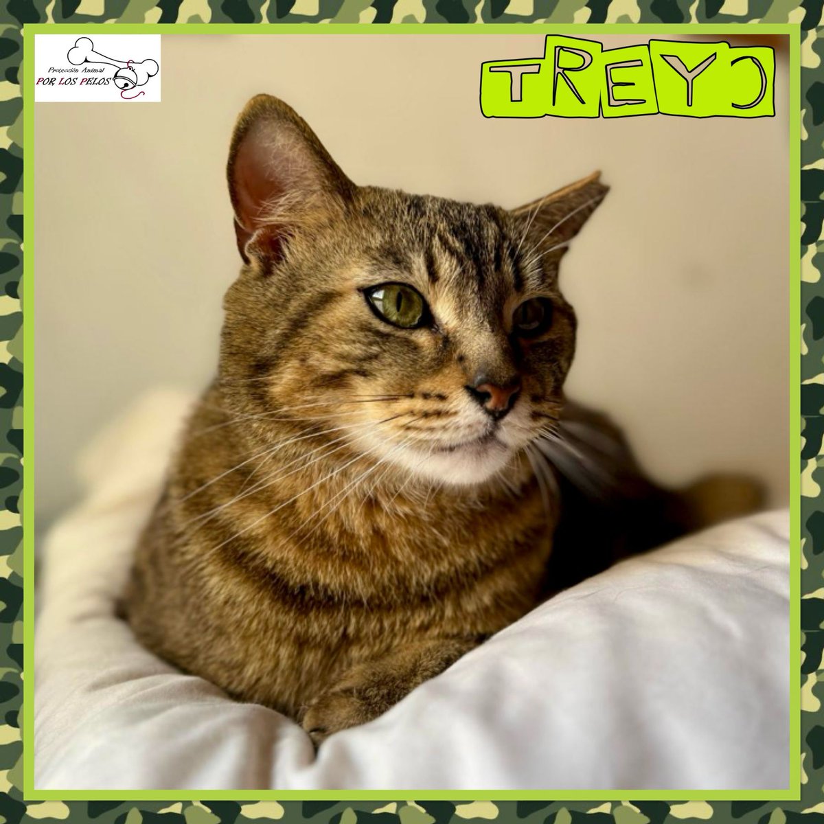 🐱TREYO🐱#gatito 1 añito y medio, necesita URGENTEMENTE #acogida #adopcion Un regalo de cumpleaños que cuando creció, fue abandonado. El pequeño es muy mimoso y sociable, se lleva genial con compis gatunos y perrunos. 👉 protectoraporlospelos.org/ficha-2171
