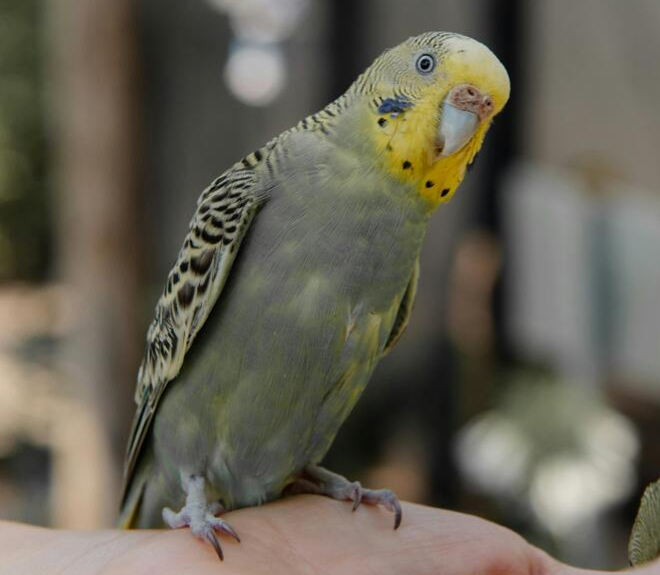 Help! Mijn vogel is weggevlogen, wat nu? 👇

tinyurl.com/y3kuz58y