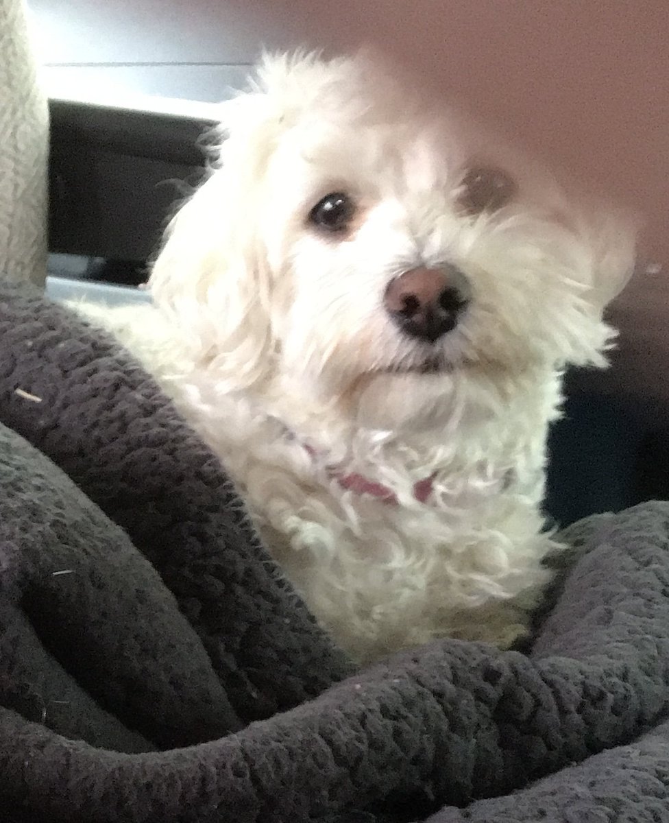 🆘17 Jun 2025 #Lost Alice #ScanMe 
White Poodle cross Female
North Common Road #Hepworth nr #Diss #Norfolk #IP22 East Anglia doglost.co.uk/dog/198671