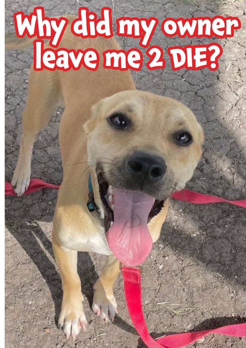 🆘EMO'S 11mths old AND HOURS FROM DEATH💔
NO TIME, DIES 2MORROW
🔥6/18🔥
Sweet EMO #A374818 Yesterday BLEEDING from her nose🥲
POS OWNER DUMPS HER AT
KILL SHELTER - instead of seeking vet🤬
CBC: dire blood issues
NO platelets/high WBC/agglutination
TODAY no nose bleed
EMO needs