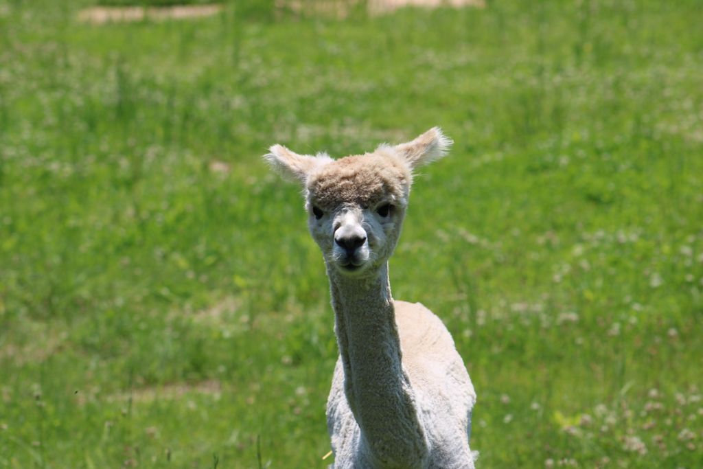 Get ready to fall in love with the fluffiest stars of the farm—our adorable alpacas! 🦙

Join us on June 28 at 11am for a special Farm Animal Meet &amp; Greet where you’ll get up close and personal with these gentle, curious creatures.
buff.ly/7kpGESB