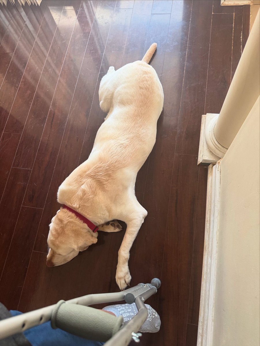 Not sure how dogs know, but Oscar follows me around the house since I got home this morning and will lay down next to me wherever I am standing or sitting. #therapydog #firstresponderspack #bestfriend #labrador #unconditionallove