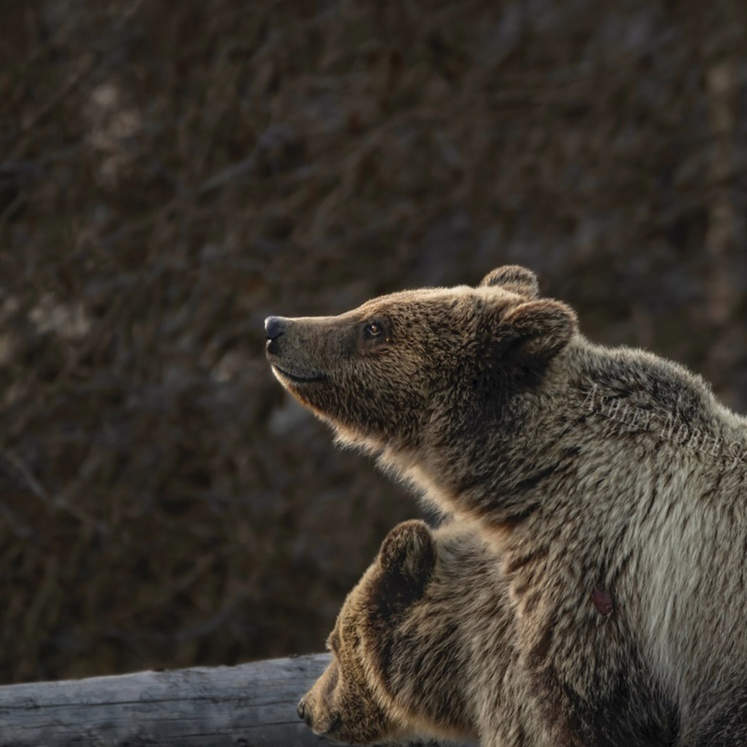 DYK?  You can rent (and return) bear spray in Bozeman, Belgrade, Big Sky, Gardiner, Cooke City and Yellowstone National Park? Learn more at bearaware.com/locations/.
 
📷 | @AshleyNobleWildPhoto