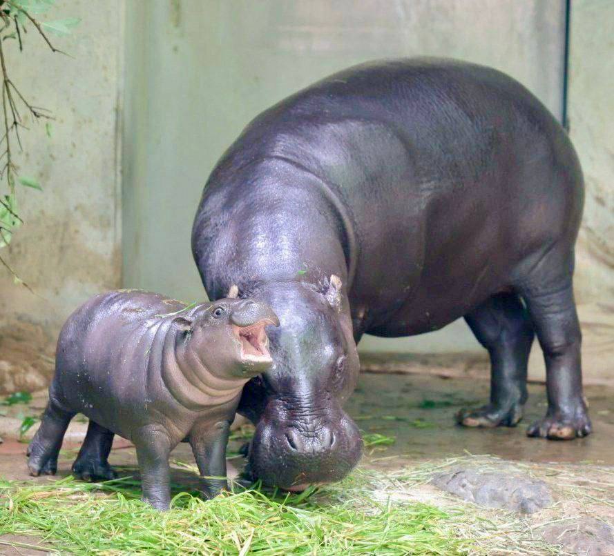 Kobushi_ETH's tweet image. KOBUSHI 🦛 is the first tokenized Japanese pygmy hippo.

We’ve donated ¥220K+ for his care, 1% supply to @chibawan_info , 2.5% supply to @VitalikButerin , and helped animal shelters. 

Listed on @Poloniex, noticed by @HTX_Global 

We’re building a real cult around $KOBUSHI…