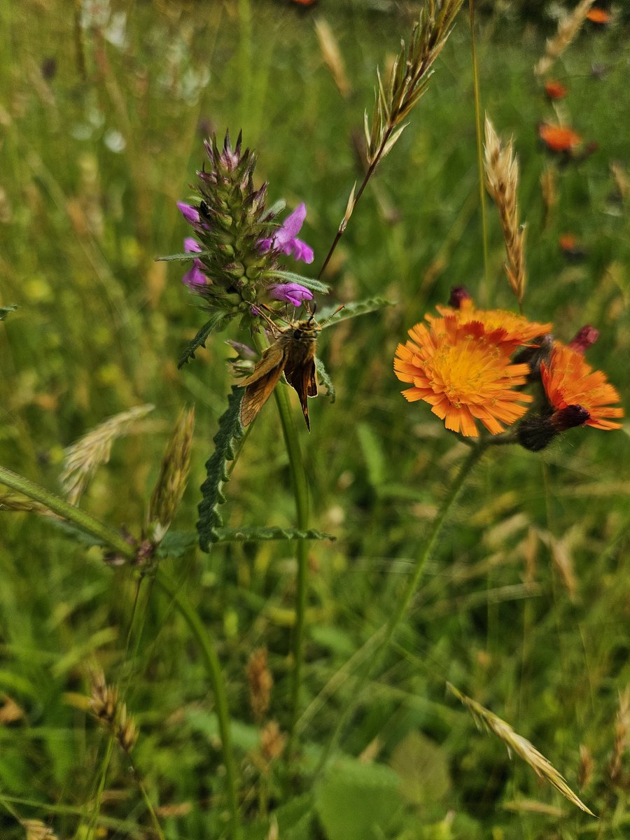 The Skippers are back in the mini #meadows 
#Butterflies
